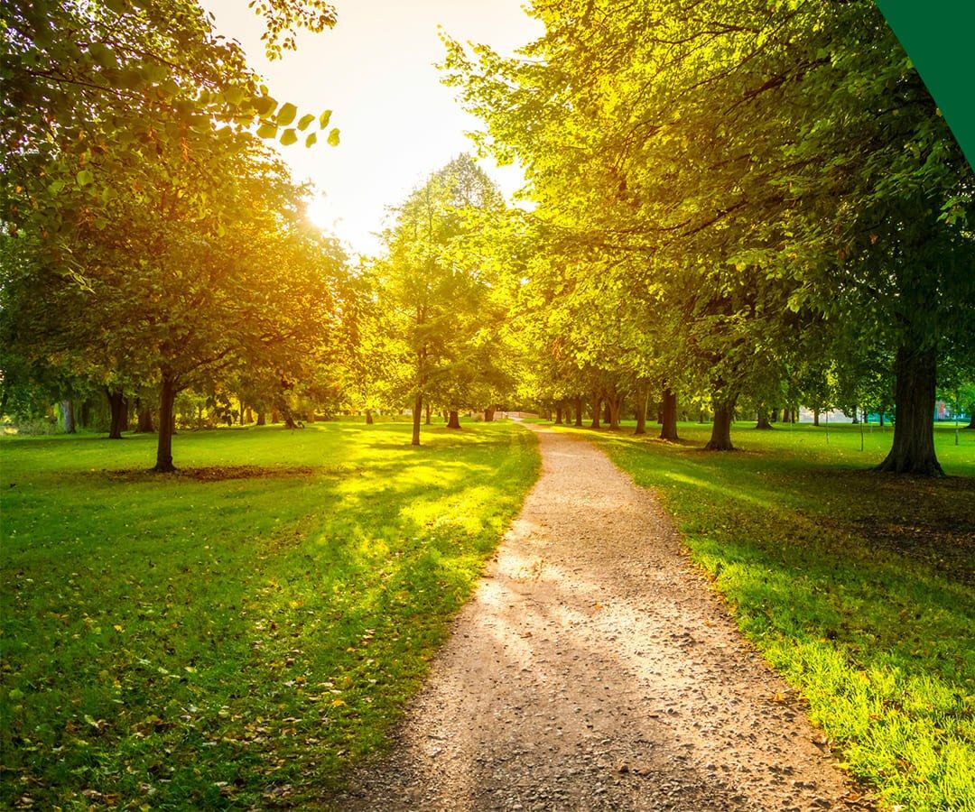 Allée arborée au soleil couchant