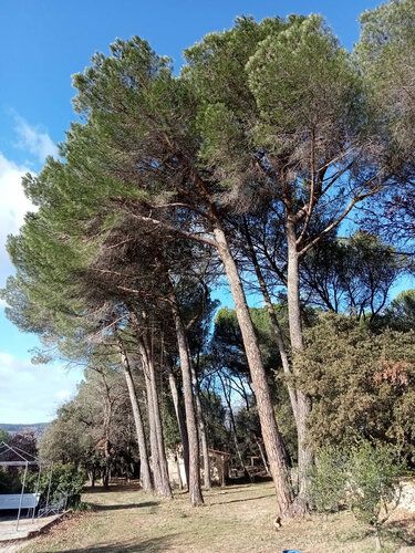 Alignement de grands pins avant élagage