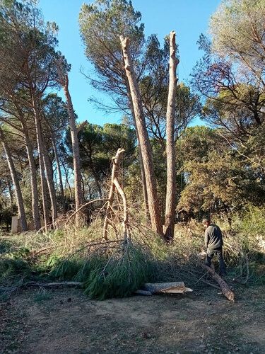 Pins démontés sur corde en bordure de propriété