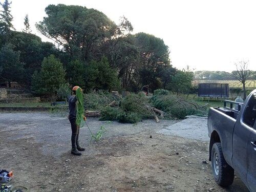 Guilhem Jeanjean sur un chantier d’abattage de pins