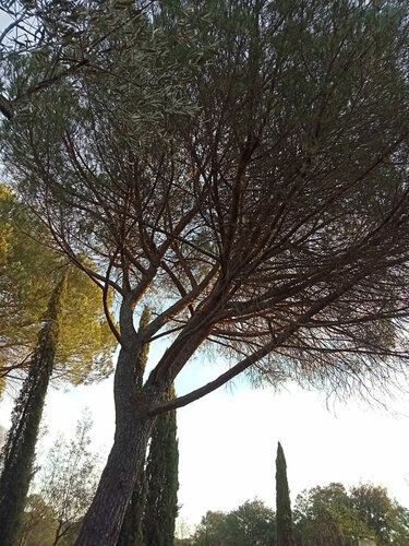 Grand pin parasol vu du pied