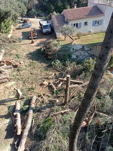 Abattage de pins près d’une maison