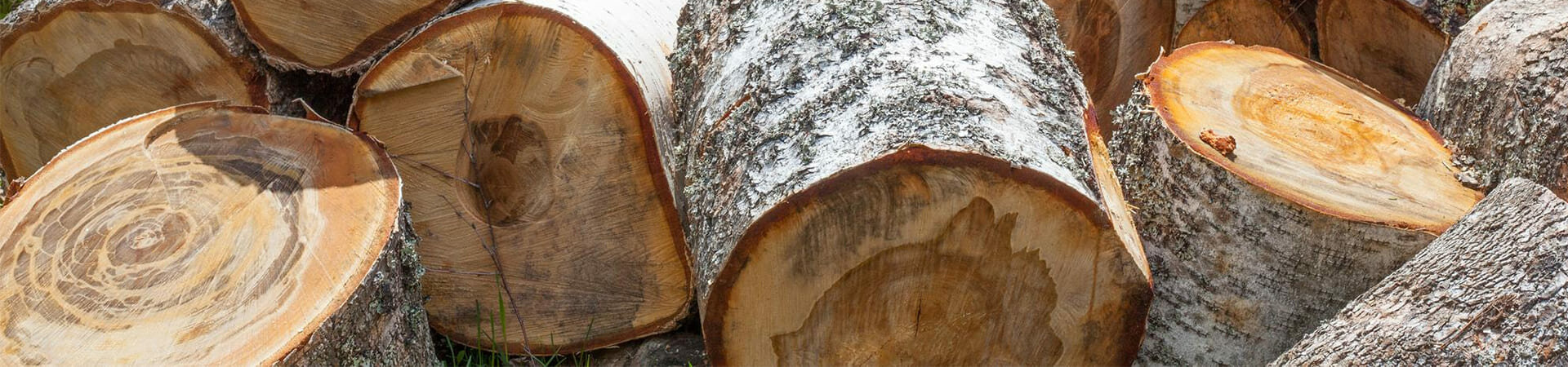 Abattage - JG Elagage | Entreprise d'abattage d'arbres à Nîmes & d'Alès